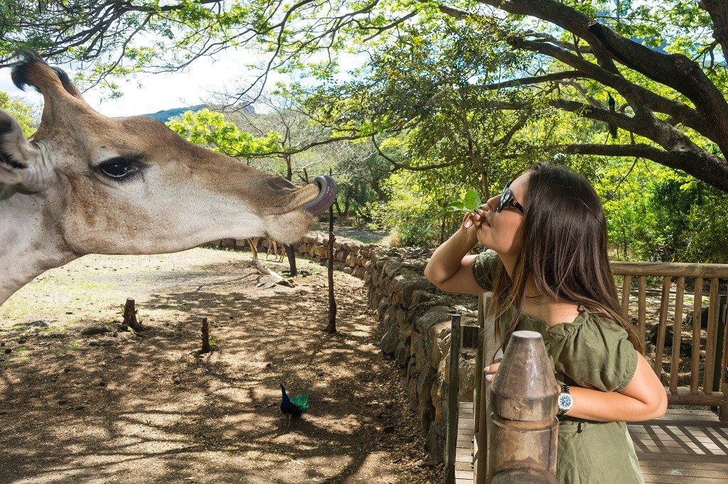 романтический завтрак с жирафами