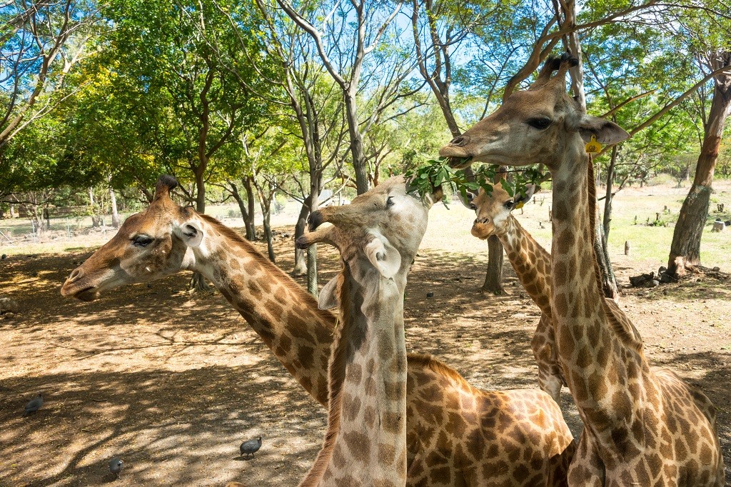 Romantic Breakfast With Giraffes