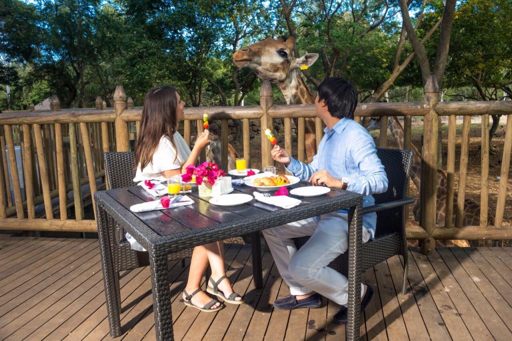 романтический завтрак с жирафами